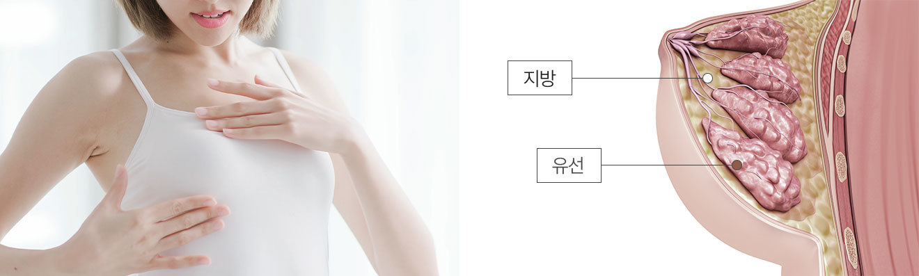 동양인 여성의 가슴 구조